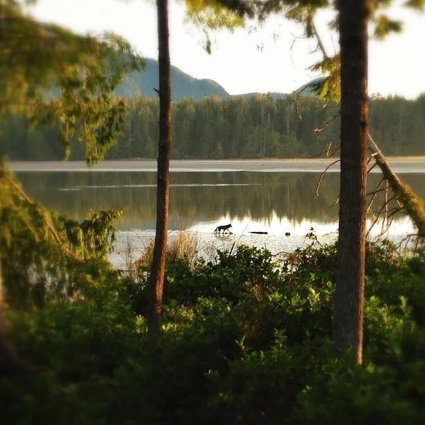 Black Bear Guesthouse Tofino Esterno foto